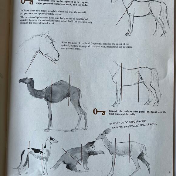 Animal Drawing Instruction Manual - Picture 5 of 11